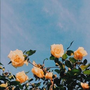 Meet your Posher, Riley